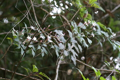 Jasminum flexile